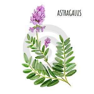 Astragalus with flowers and leaves, medical tea herb