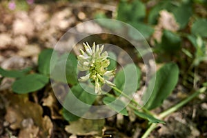 Astragalus glycyphyllos flower close up