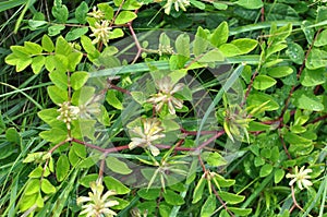 Astragalus Astragalus glycyphyllos grows in nature