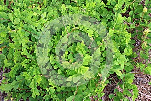 Astragalus (Astragalus glycyphyllos) grows in nature
