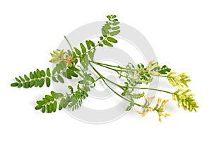 Astragalus glycyphyllos or liquorice milkvetch, wild liquorice, wild licorice. Isolated
