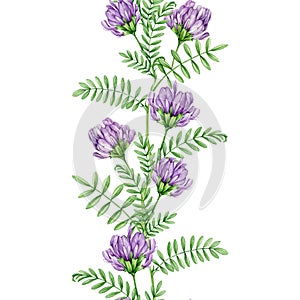 Astragalus herb seamless border. Watercolor illustration. Hand drawn medicinal plant botanical image. Astragalus