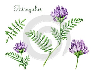 Astragalus herb watercolor illustration set. Hand drawn medicinal plant botanical illustration collection. Astragalus