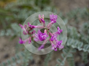 Astragalus lentiginosus photo