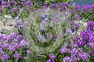 Astragalus and lumbago on the field