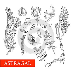 Astragalus. medicinal plants. Wildflowers. illustration. Botanical illustration