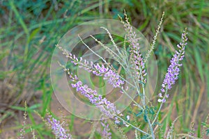 Astragalus melilotoides