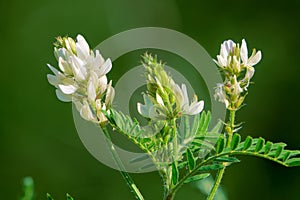 Astragalus membranaceus