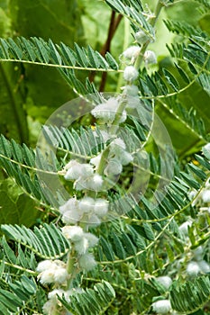 Astragalus. milkvetch. goat's-thorn. vine-like. astragalus sieve