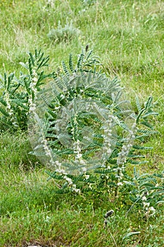 Astragalus. milkvetch. goat's-thorn. vine-like. astragalus sieve