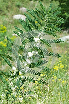 Astragalus. milkvetch. goat's-thorn. vine-like. astragalus sieve