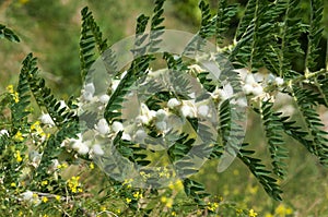 Astragalus. milkvetch. goat's-thorn. vine-like. astragalus sieve