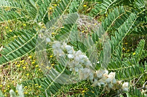 Astragalus. milkvetch. goat's-thorn. vine-like. astragalus sieve