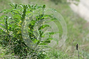 Astragalus. milkvetch. goat's-thorn. vine-like. astragalus sieve