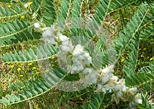 Astragalus. milkvetch. goat`s-thorn. vine-like. astragalus sieve