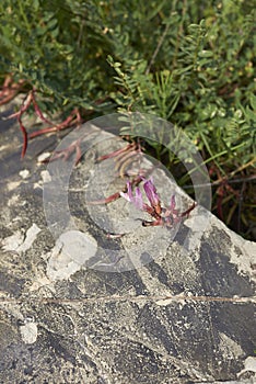 Astragalus monspessulanus in bloom