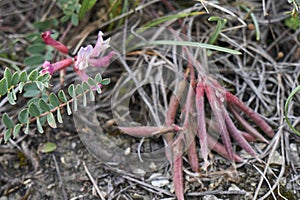 Astragalus monspessulanus close up