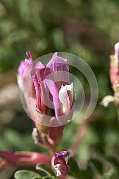 Astragalus monspessulanus close up