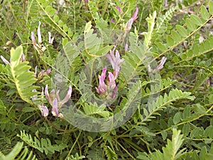 Astragalus monspessulanus plant close up