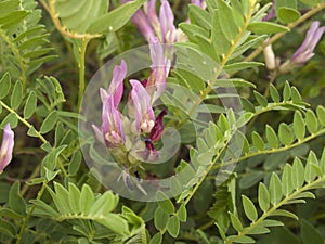 Astragalus monspessulanus plant close up