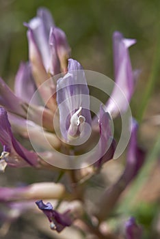 Astragalus monspessulanus purple inflorescence