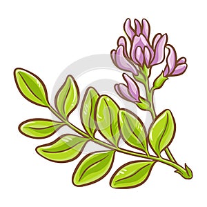 Astragalus Plant with Flowers Colored Illustration