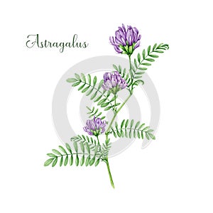 Astragalus plant with flowers and green leaves watercolor illustration. Hand drawn medicinal plant botanical image