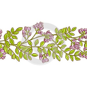 Astragalus vector pattern