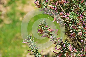 Astragalus rhodosemius flowers