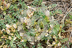 Astragalus scaberrimus