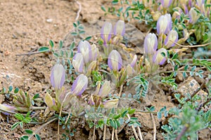 Astragalus scaberrimus