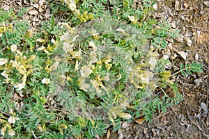 Astragalus scaberrimus