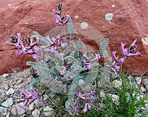 Astragalus Species or Utah Milkvetch plant at Arches National Park, Utah.