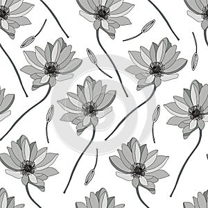 Astragalus vector illustration on a white background. Linear gerbera pattern. Flower coloring book. seamle