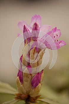 Astragalus vesicarius pink flowers on blurred background photo