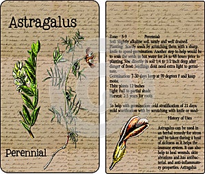 Astragalus Vintage Seed Packet