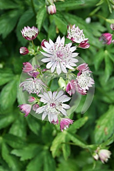 Astrantia