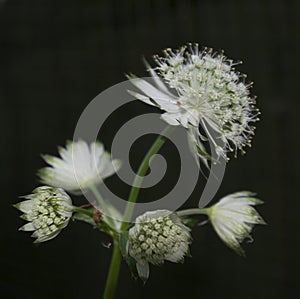 Astrantia