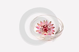 Astrantia flower in glass bowl with water on white.