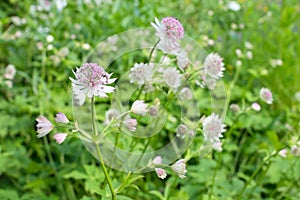 Astrantia Flowers