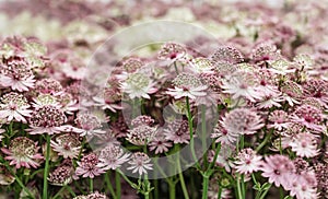 Astrantia flowers, pale pink and white color, close up