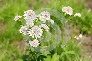 Astrantia major flowers in countryside garden. Astrantia blooming in sunny summer meadow.