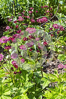 Astrantia major Gill Richardson Group