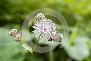 Astrantia major, kvetoucí lučina velká, bylinné kvetoucí rostliny