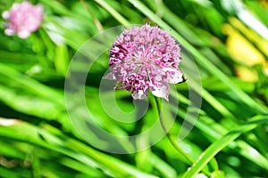 Astrantia maxima Pall. family Apiaceae in the mountains of Abkhazia