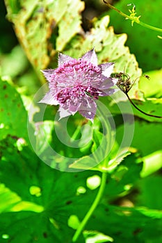 Astrantia maxima Pall. family Apiaceae in the mountains of Abkhazia