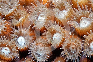 Astreopora is a genus of stony corals in the Acroporidae family