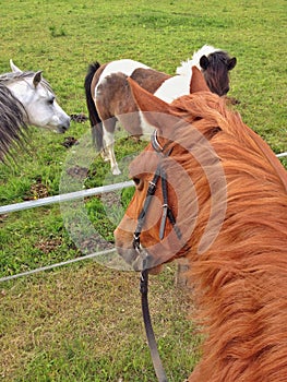 Astride a horse