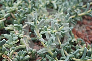 Astridia velutina is Arid Plants.