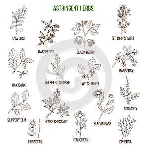 Astringent herbs. Hand drawn set
